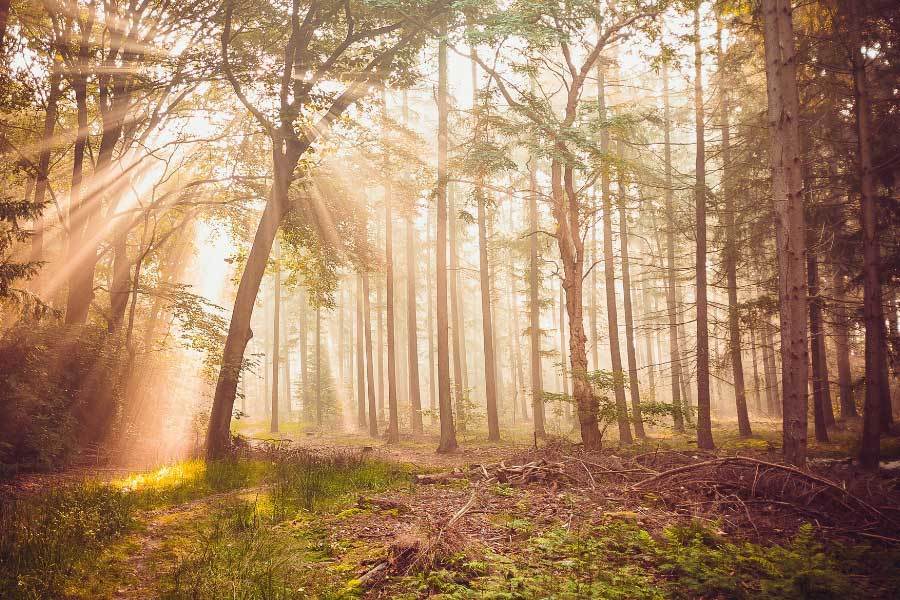 的声浪几乎 的声浪几乎